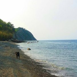 plaža bele skale - kam s psom na morje